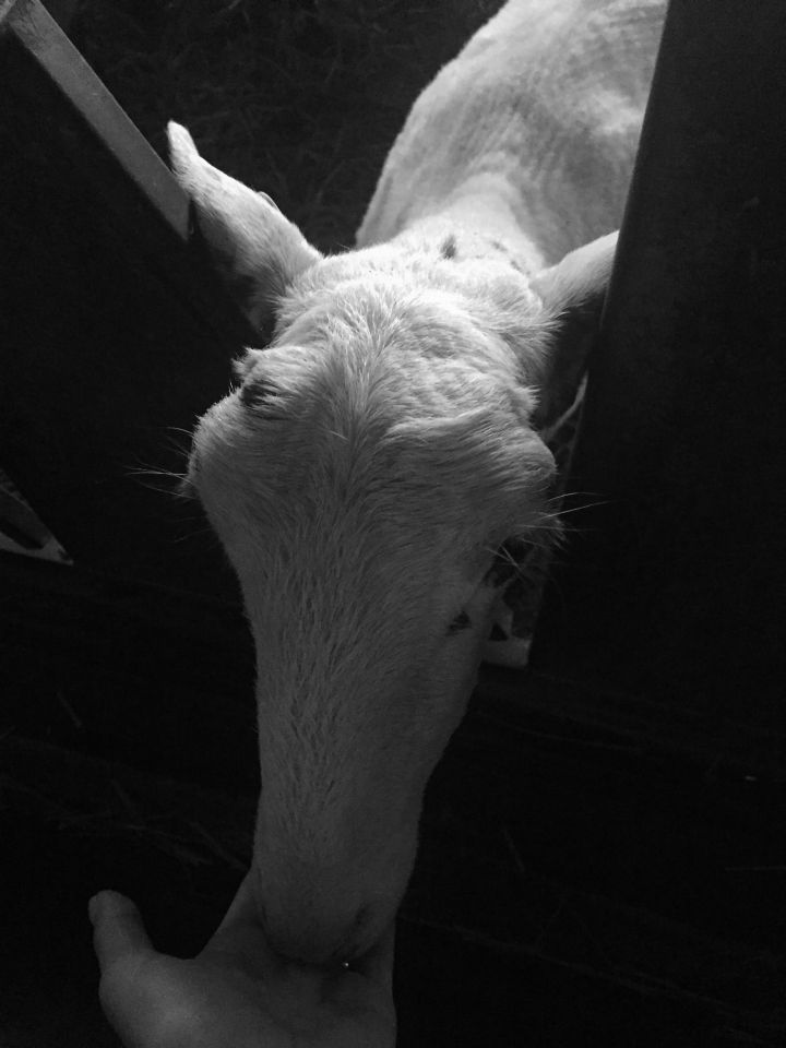 ceroglie_03