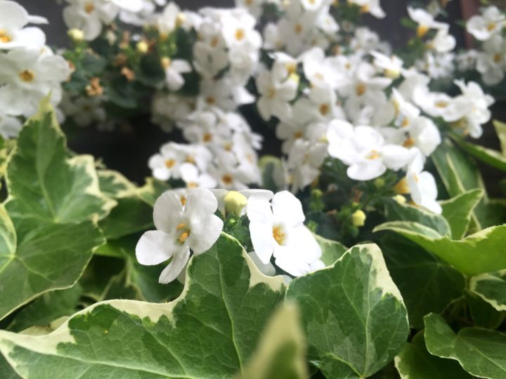 ceroglie_25