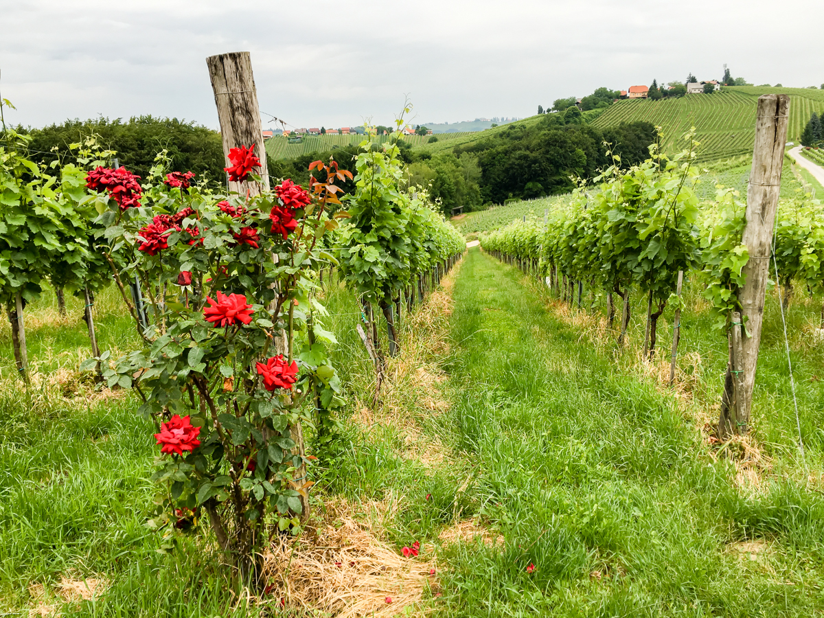 Miss_Claire_Tour_Slovenia_II-1016