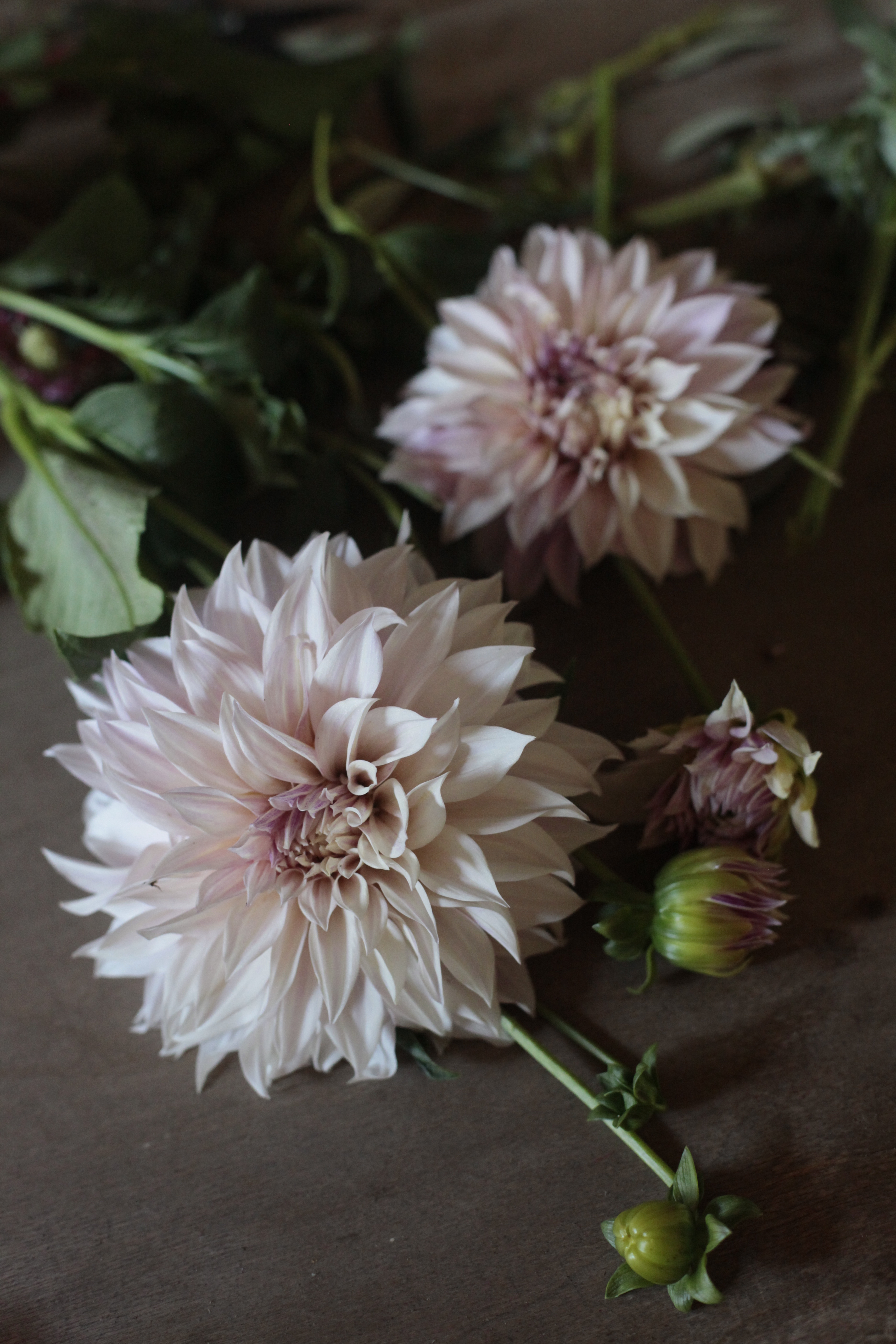 dalia-cafe-au-lait
