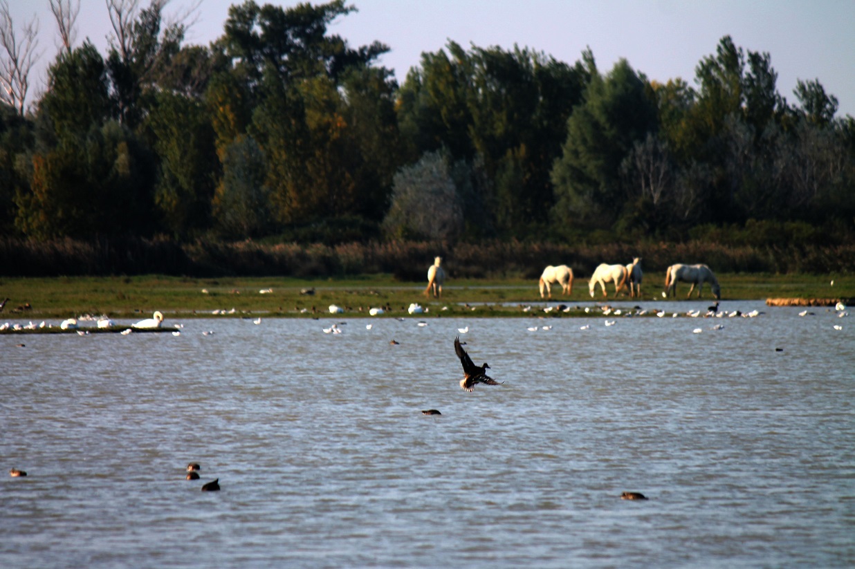 grado-missclaire-4